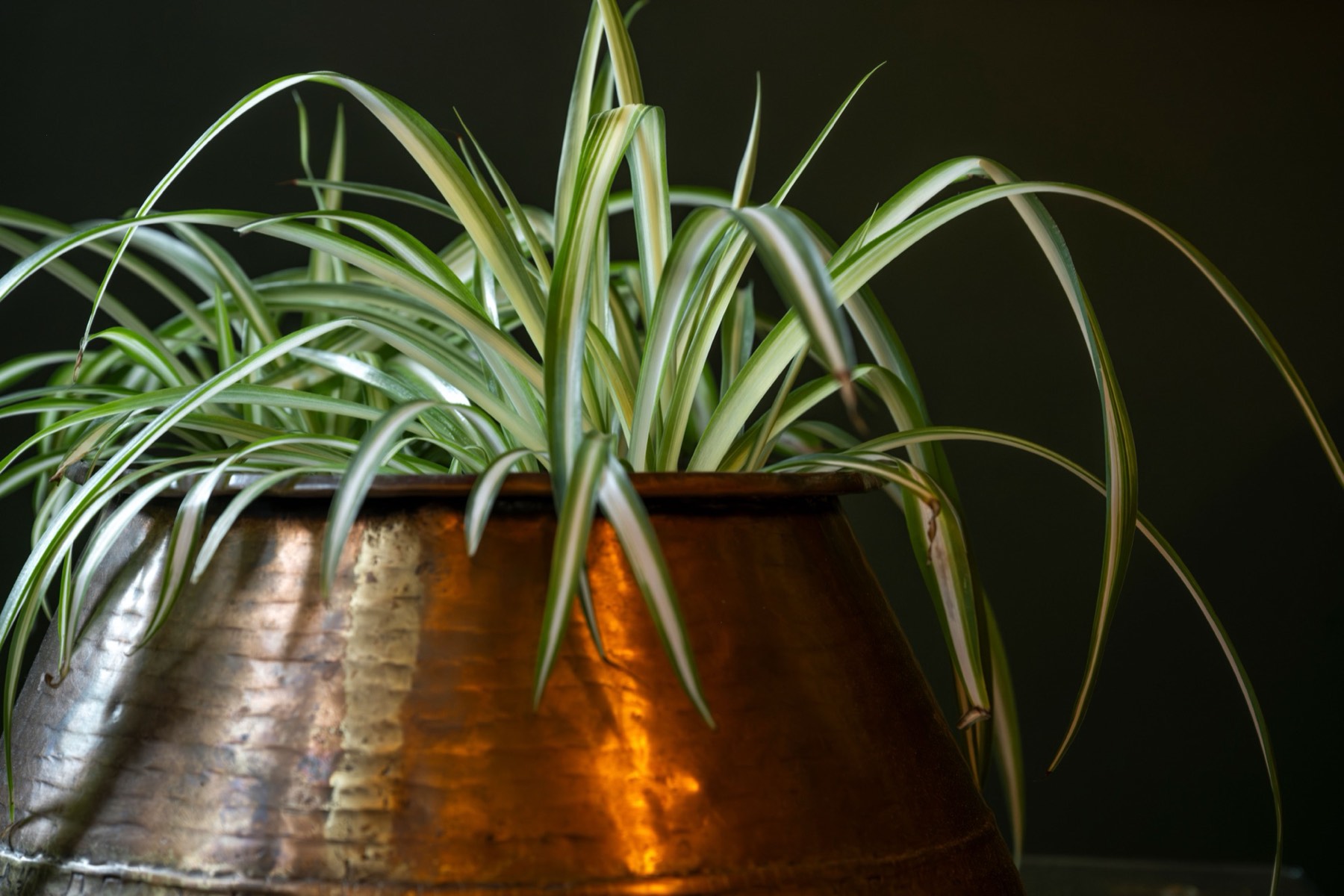A trailing plant in a hammered copper pot at Le Bar